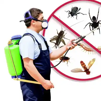 pest control Caroleen